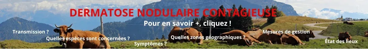  Dermatose nodulaire contagieuse bovine
