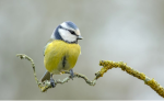 Vignette Image 2 : Oiseau jaune sur une branche