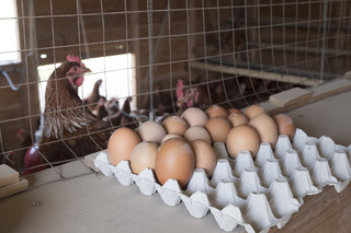 Oeufs du jour. Elevage de poules pondeuses en production biologique.