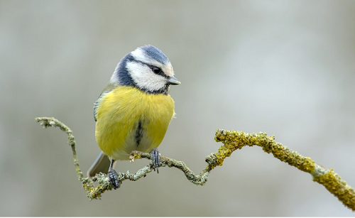 Image 2 : Oiseau jaune sur une branche