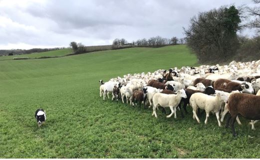 Troupeau ovin en transhumance dans le Gers