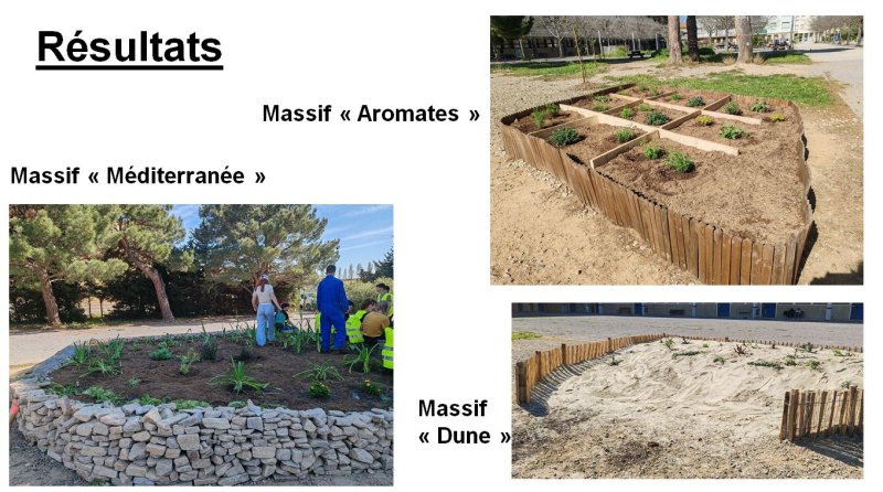 Image 2 : Le massif "aromates" décrit sur l'autre photo. Le massif "méditerranée" est un mélange de pierres avec des gabions (cage en fer remplies de pierres) et des murets de pierres sèches (patrimoine de notre région). La terre végétale mise en place sur 40 centimètres de haut a permis la plantation d'une végétation locale et supportant la sécheresse comme les iris, les agapanthes, le romarin... Pour terminer, le massif "dune" rappelle le milieu dunaire du littoral avec des ganivelles, du sable en butte et des plantation de cactées et de succulentes.