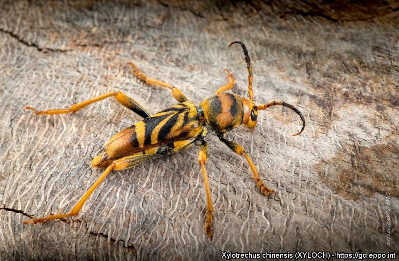 Xylotrechus chinensis