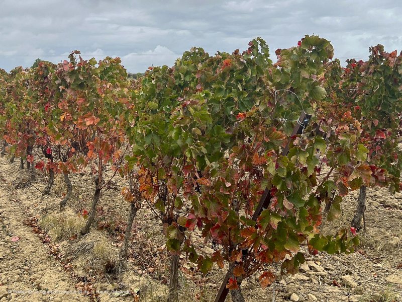 Image 3 : 1761759183950